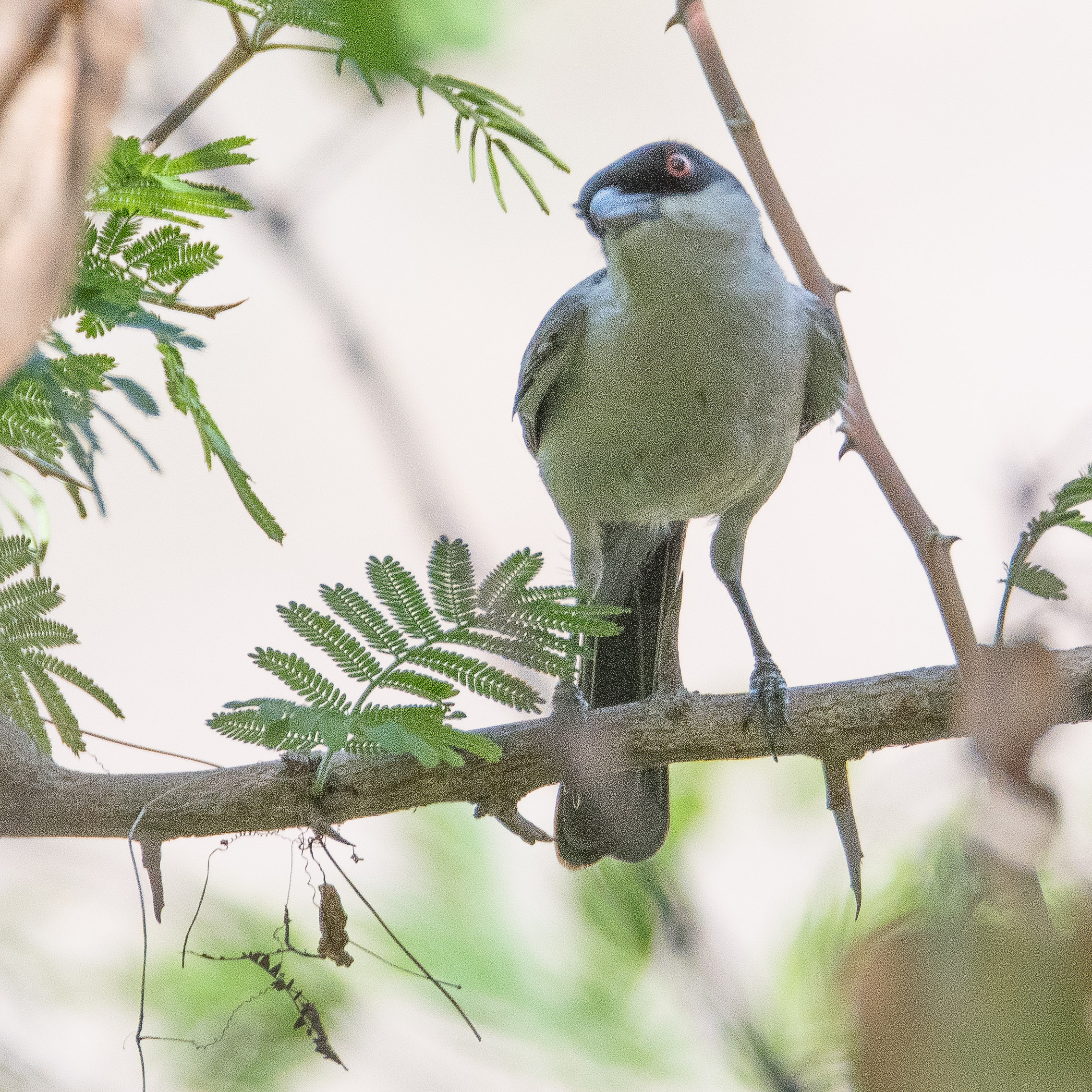 Gonolek à ventre blanc (Swamp boubou, Lanius bicolor), Chobe game lodge, Parc National de Chobe, Botswana.-6851